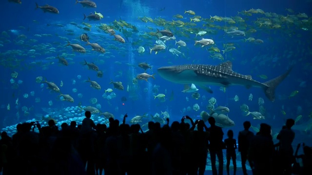 海洋水族馆视频素材