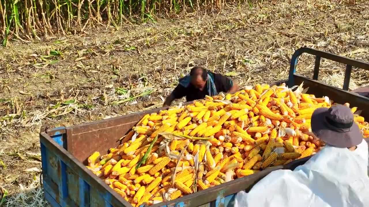 秋收农民笑脸视频素材