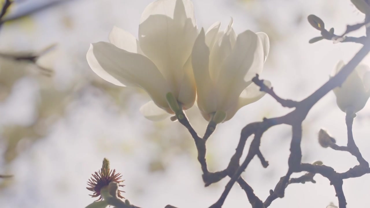 阳光下的玉兰花（合集）视频下载