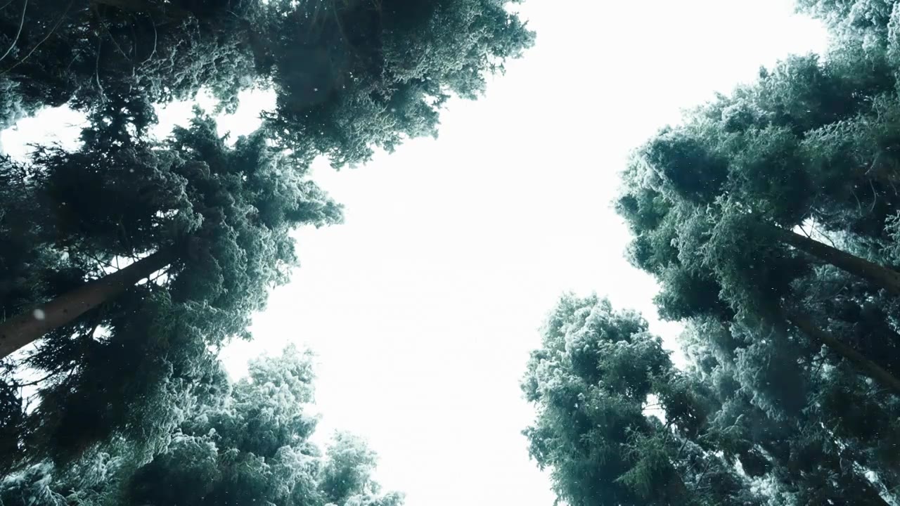 冬季森林下雪视频下载