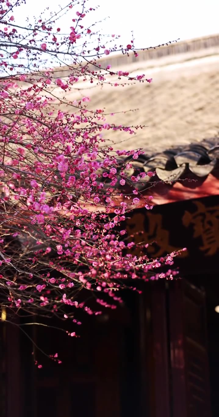 春天古寺里盛开的红梅视频素材