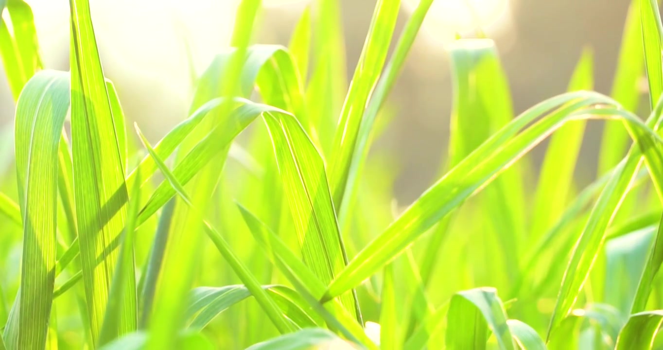 春天农田里阳光下的翠绿麦田种子发芽生长视频下载