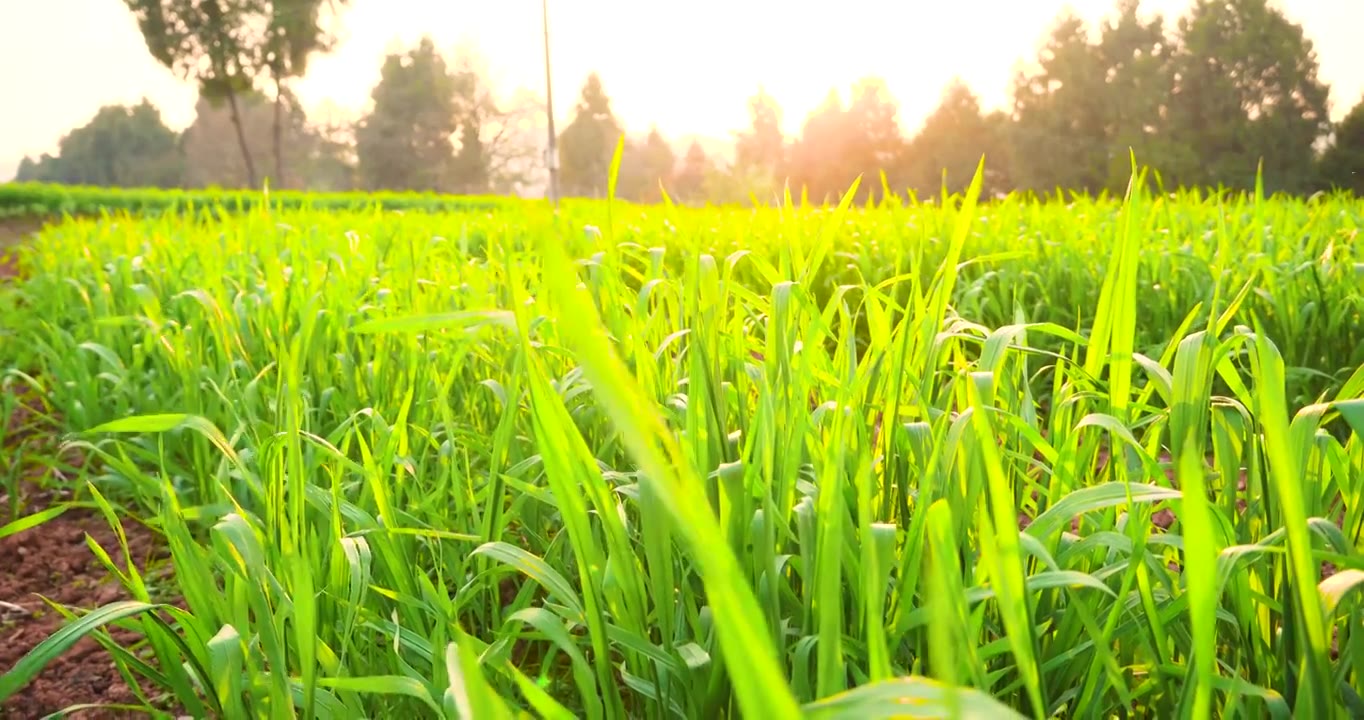 春天农田里阳光下的翠绿麦田种子发芽生长视频下载