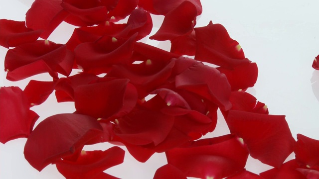 红玫瑰花瓣和一朵玫瑰视频素材