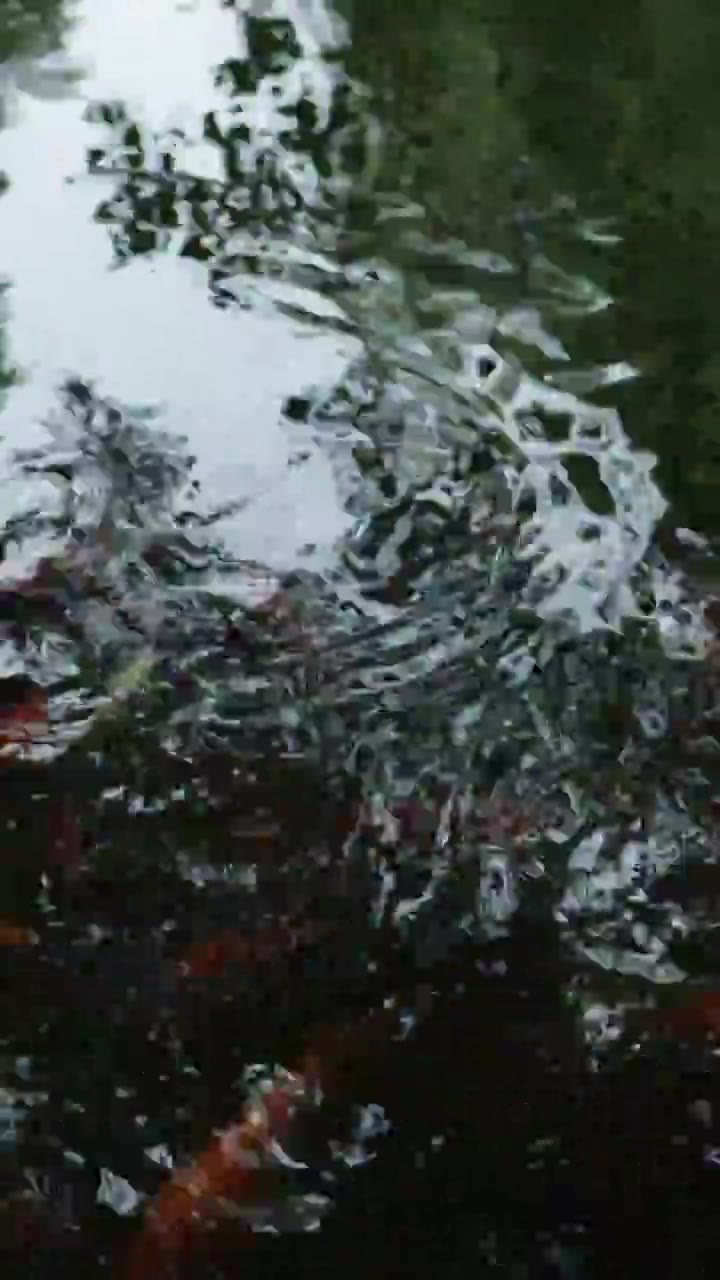 水里的锦鲤视频素材