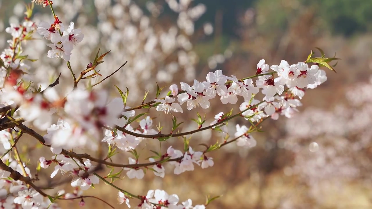春天阳光下盛开的桃花视频素材