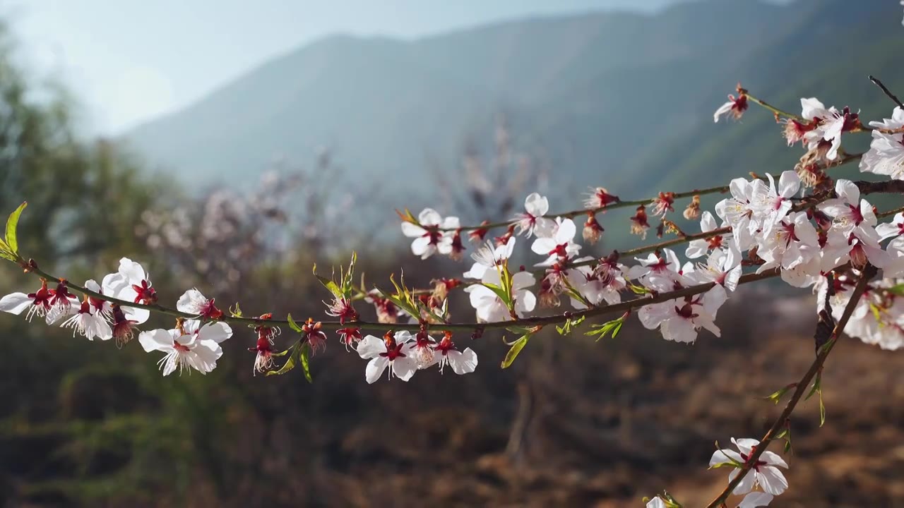 春天阳光下盛开的桃花视频素材