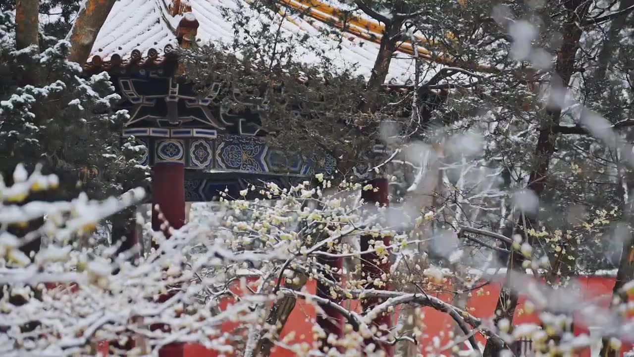 雪后明孝陵内的亭台楼阁与腊梅视频素材