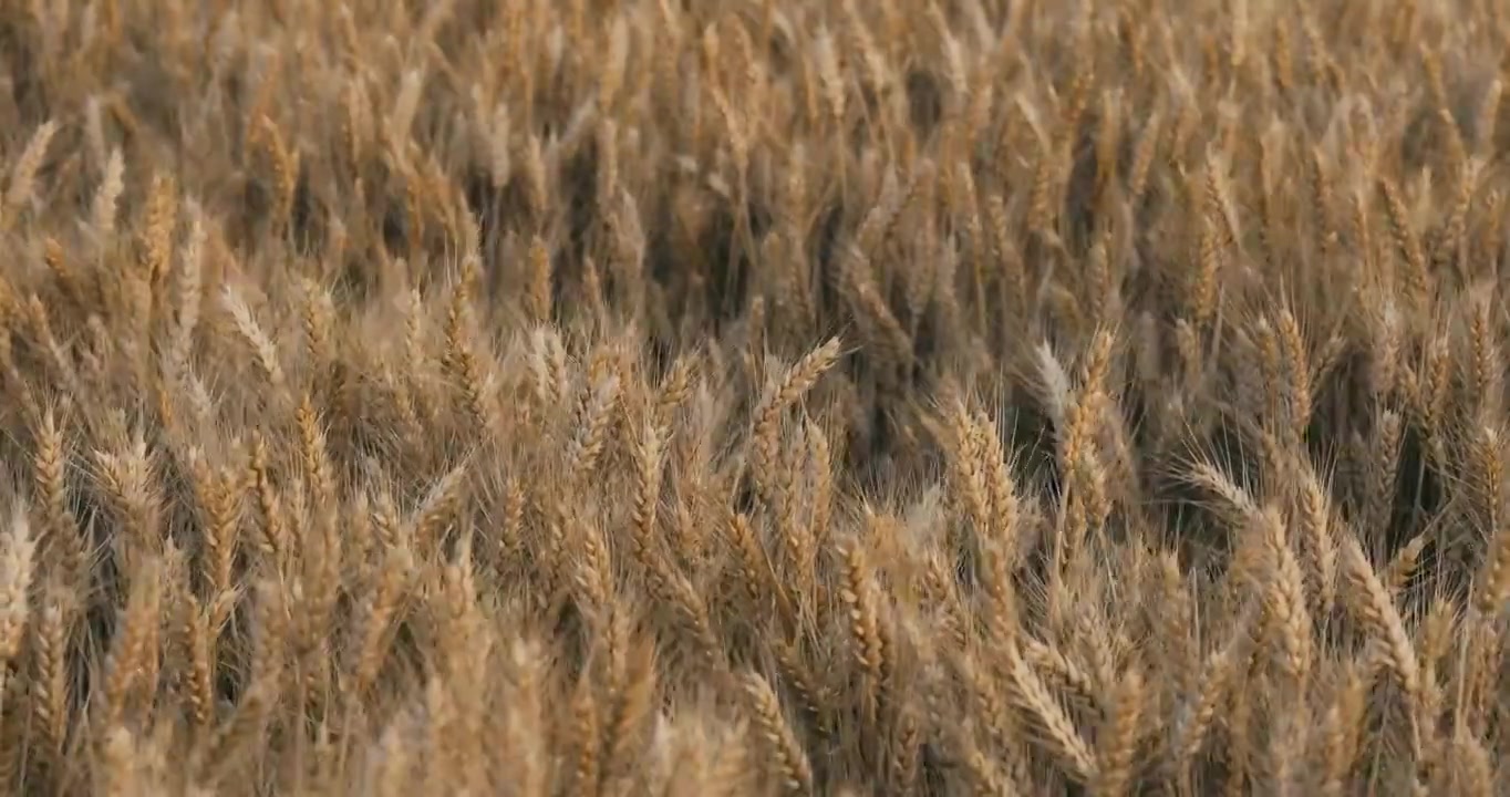 金黄色成熟的麦子视频下载