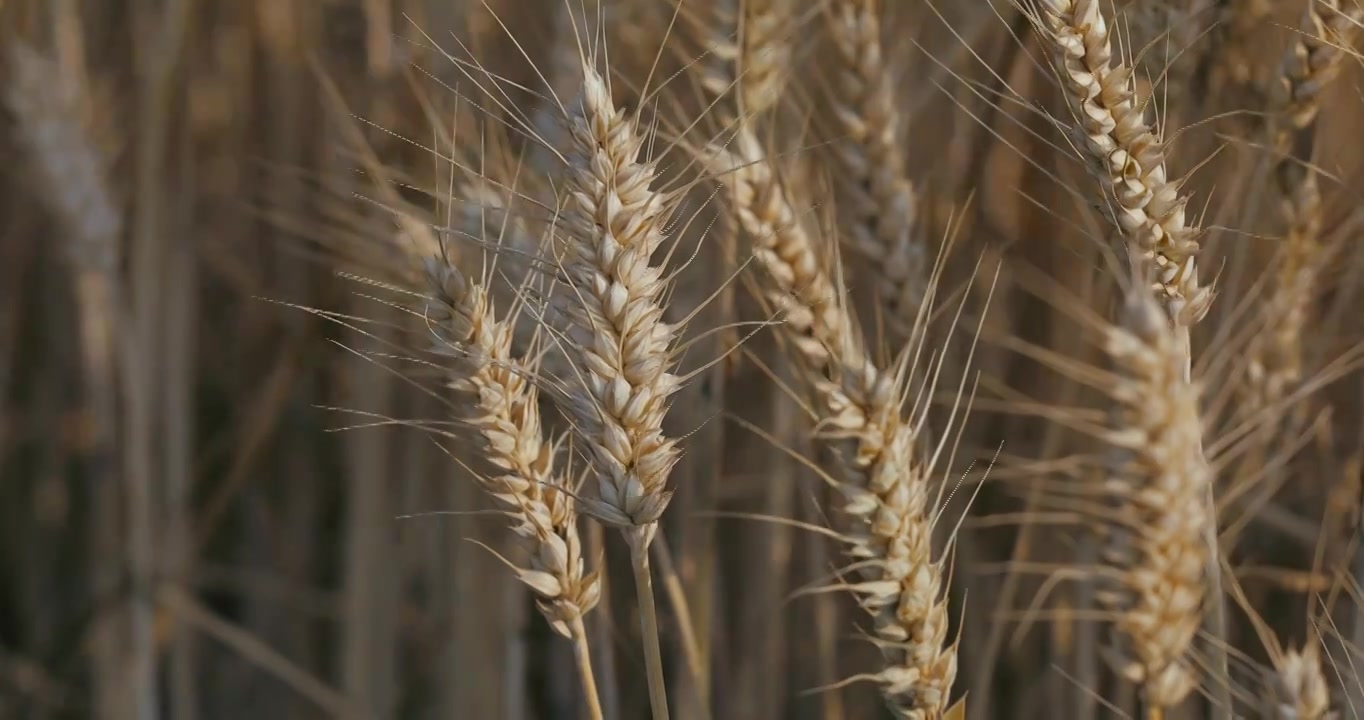 金黄色成熟的麦子视频下载