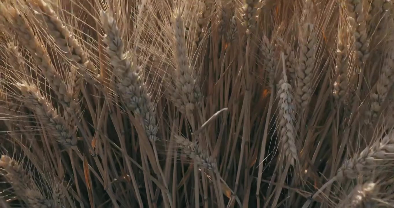 蓝天下成熟的小麦视频下载