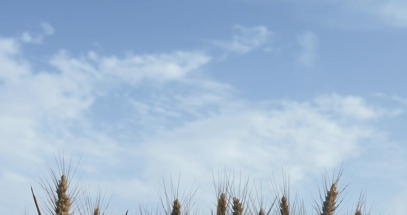 蓝天下成熟的小麦视频下载