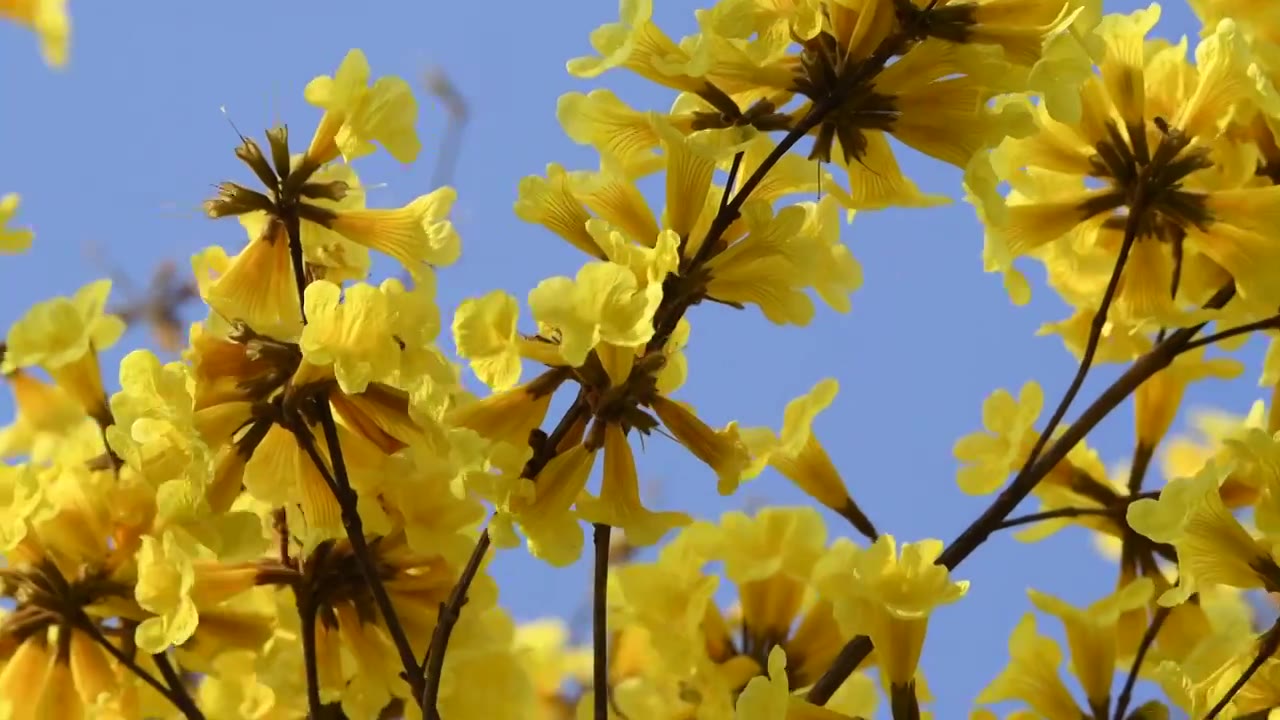 春天盛开的黄花风铃木视频素材