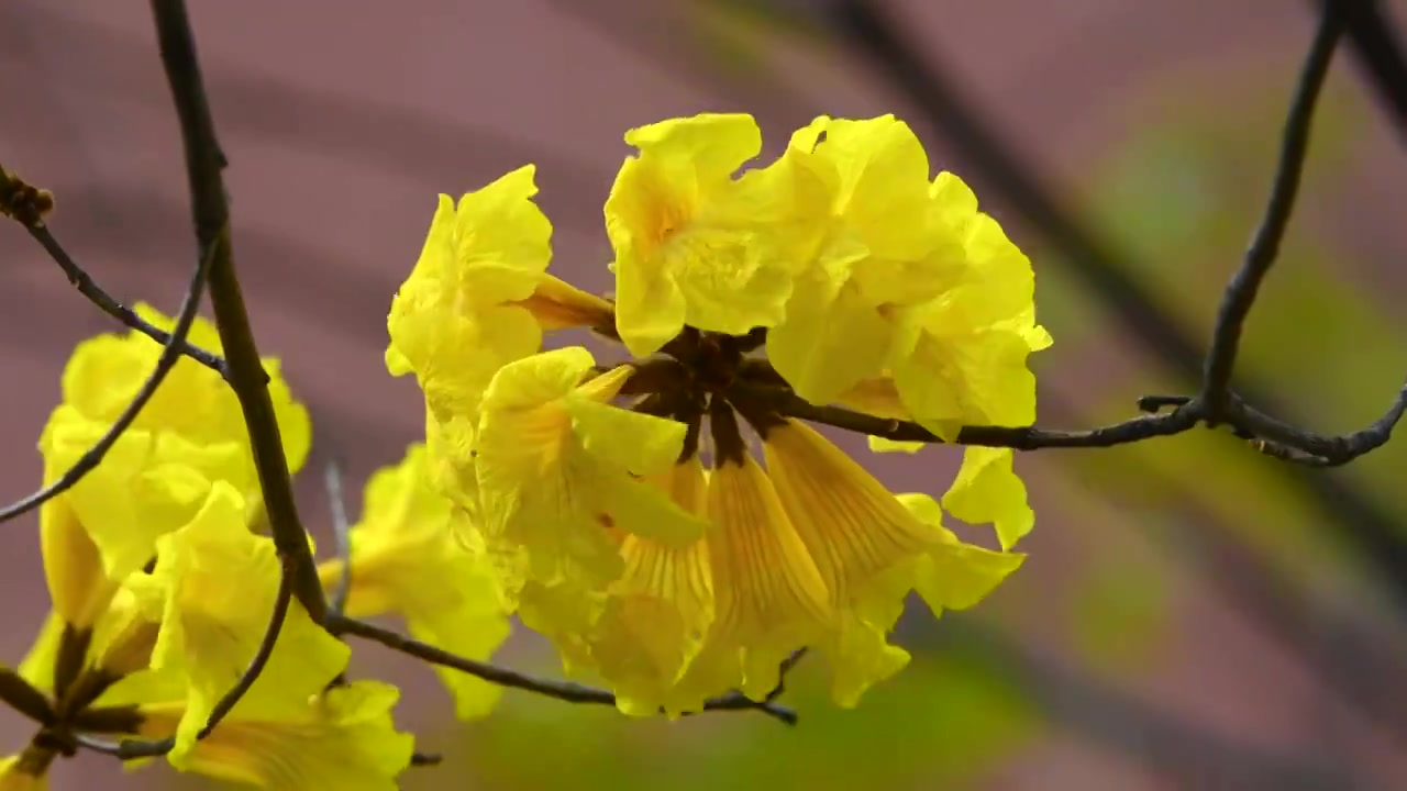 春天盛开的黄花风铃木视频素材