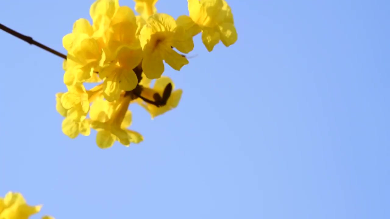 春天盛开的黄花风铃木视频下载