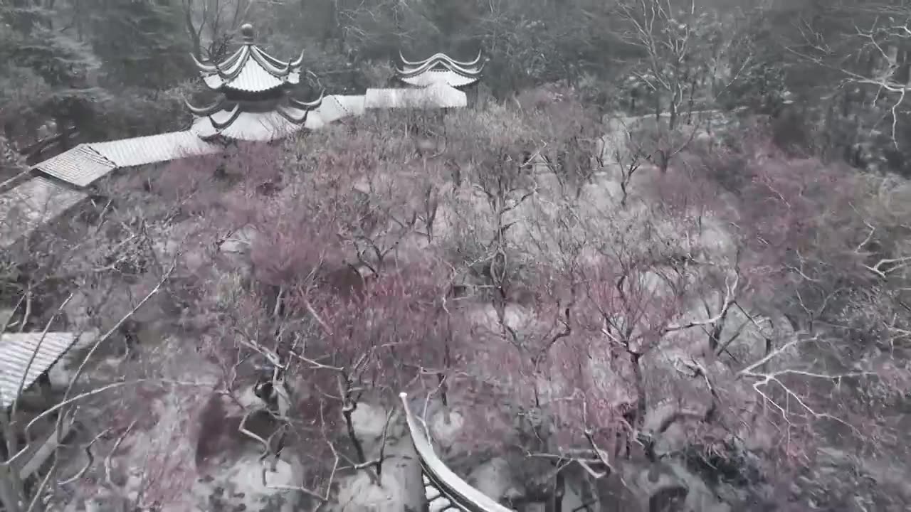 南京雨花台梅岗梅花视频素材