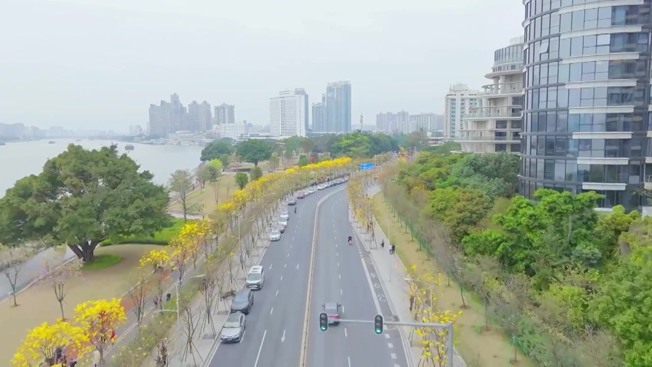 航拍广州洲头咀公园黄花风铃木视频下载