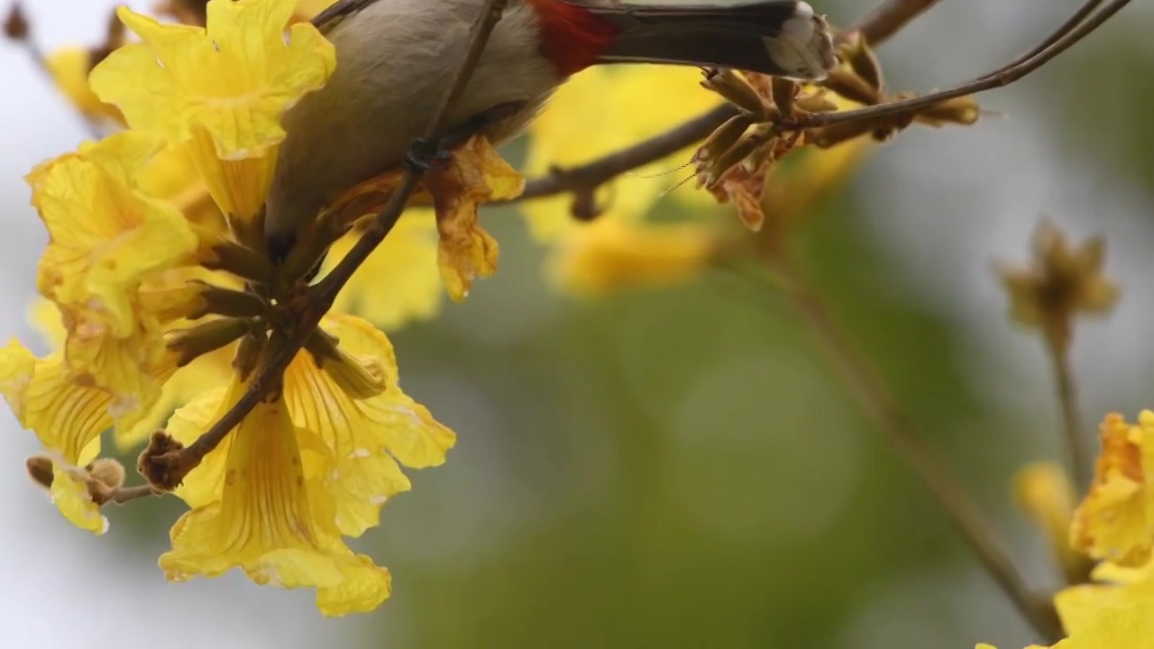 春天黄花风铃木与白喉红臀鹎视频素材