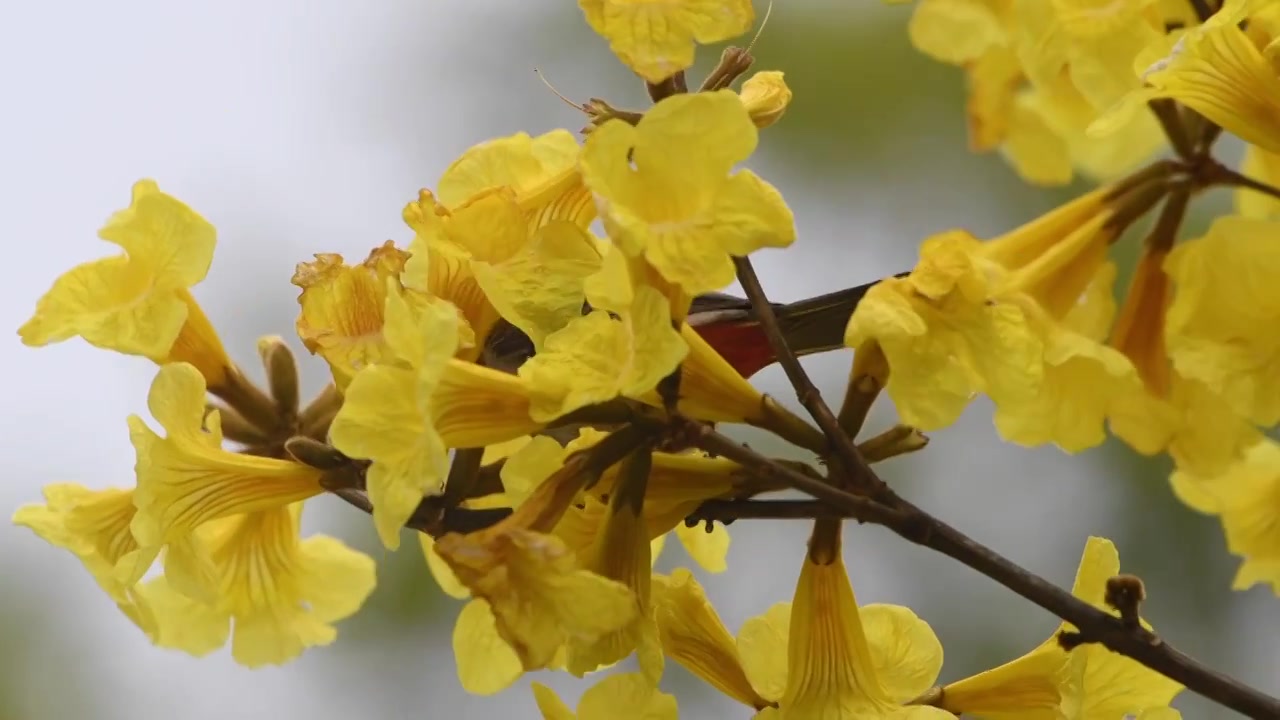 春天黄花风铃木与白喉红臀鹎视频素材