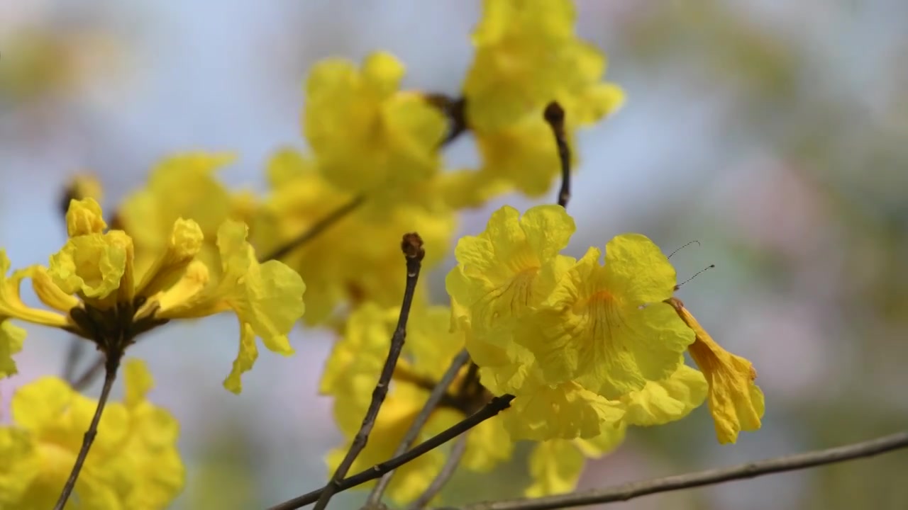 春天盛开的黄花风铃木视频下载