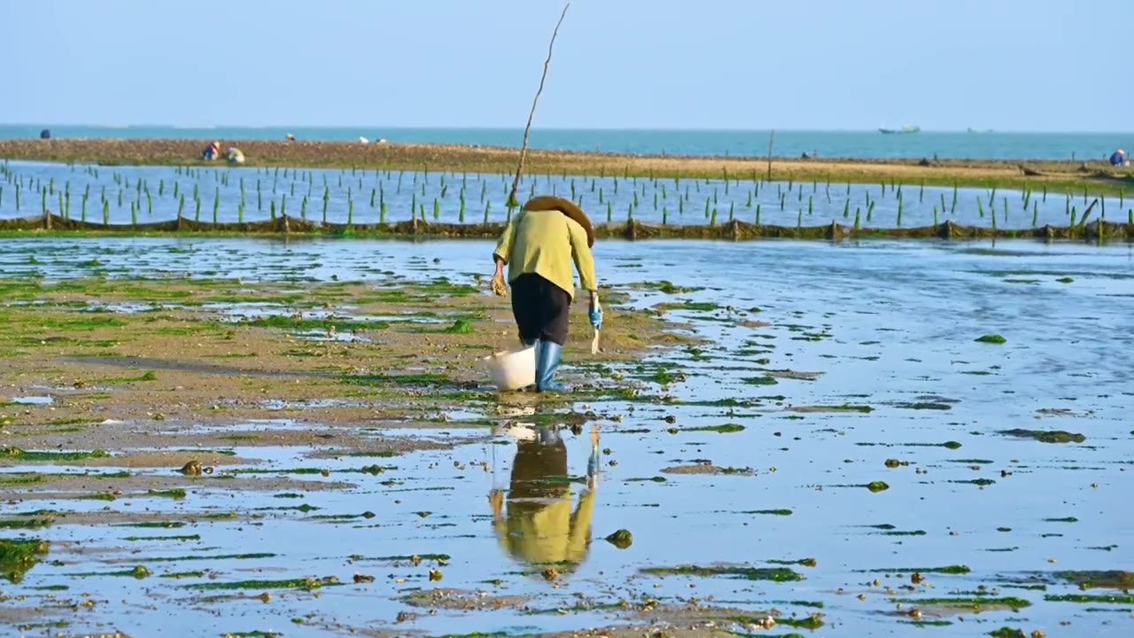 湛江海边退潮后滩涂海滩赶海捡海蛎子的渔民视频下载