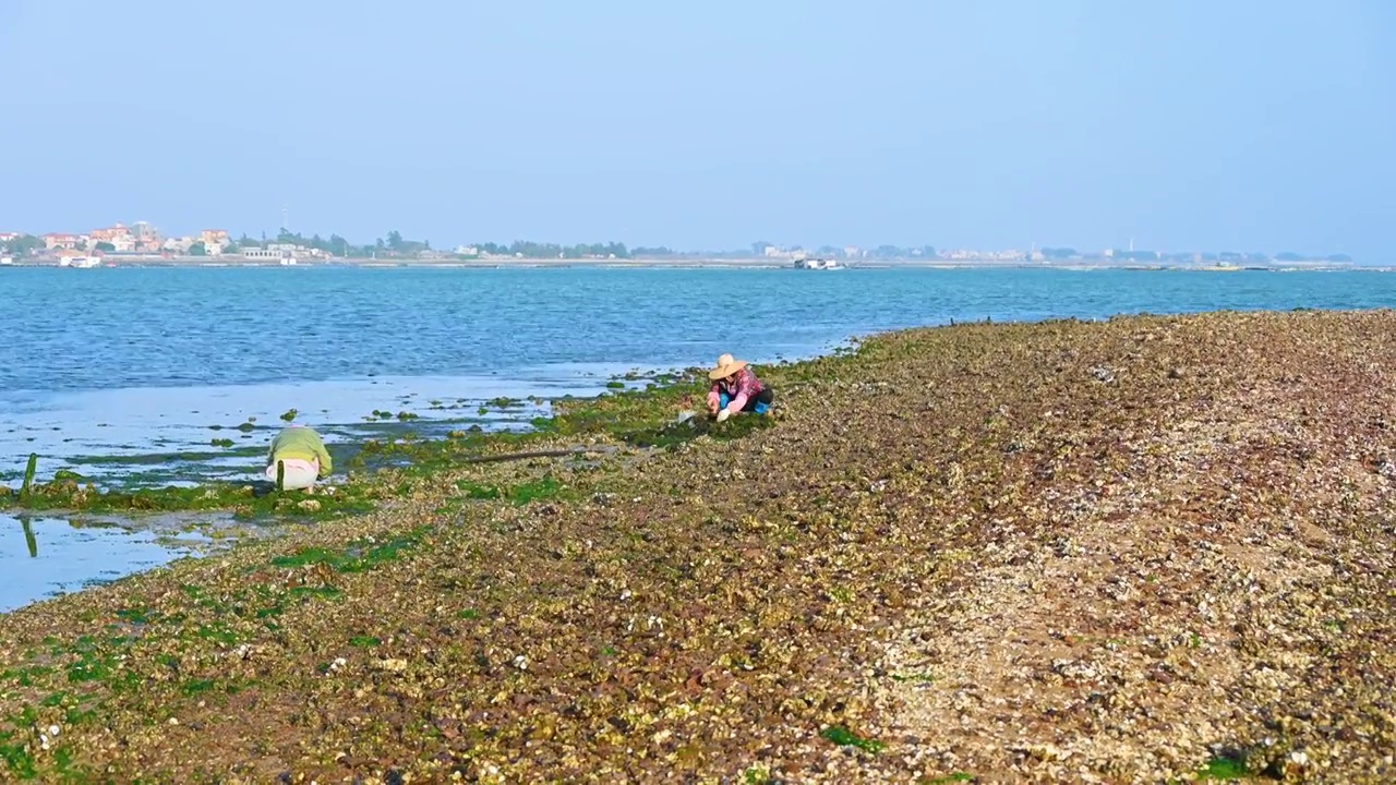 湛江海边退潮后滩涂海滩赶海捡海蛎子的渔民视频下载