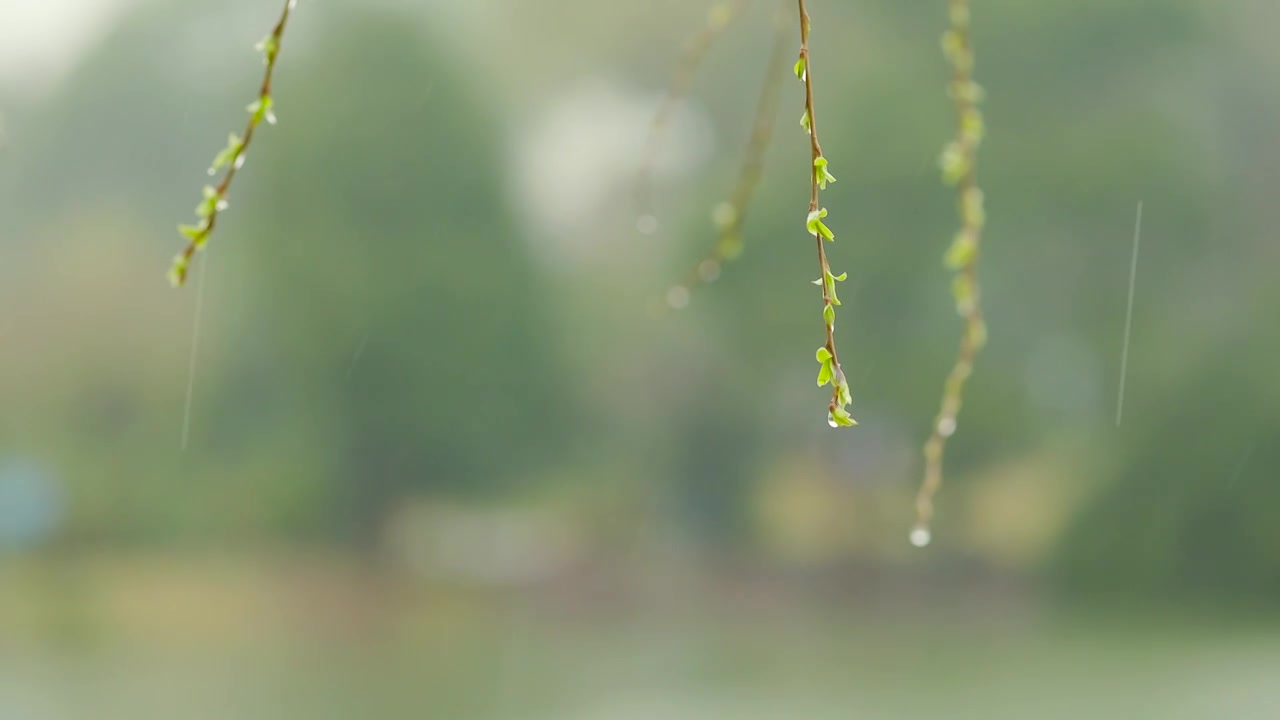 春日的雨天，柳树开始发芽，雨水滋润着公园中的万物视频下载