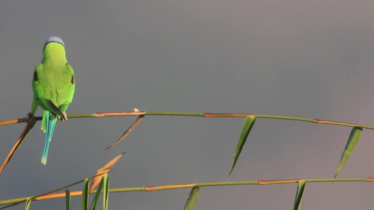 珍稀鸟类花头鹦鹉竹枝上的特写镜头视频下载