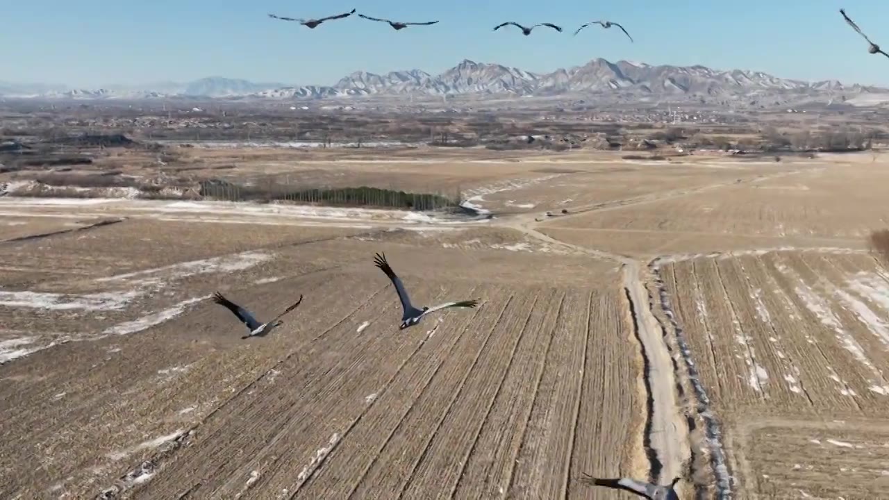 河北怀来官厅水库国家湿地公园灰鹤飞翔慢镜头视频下载