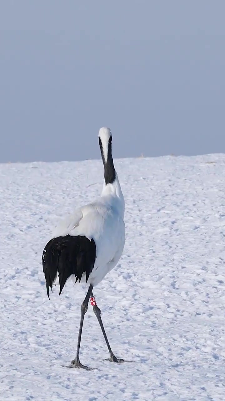 丹顶鹤在雪地行走，扎龙自然保护区，冬天的丹顶鹤视频下载