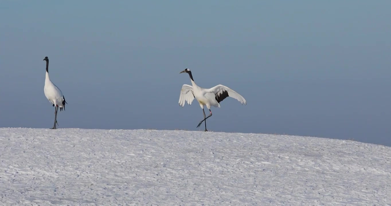 丹顶鹤在雪地行走，扎龙自然保护区，冬天的丹顶鹤视频下载