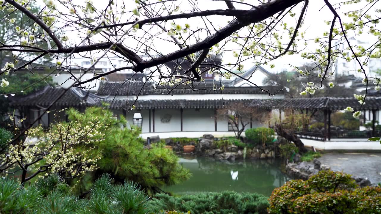 江南中式古典园林，南京瞻园庭院春雨下雨雨天梅花雨滴水滴的自然风光视频下载