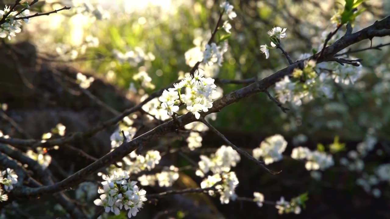 梅州五华县双华镇李花节，春季盛开的李花，长出的新芽视频素材