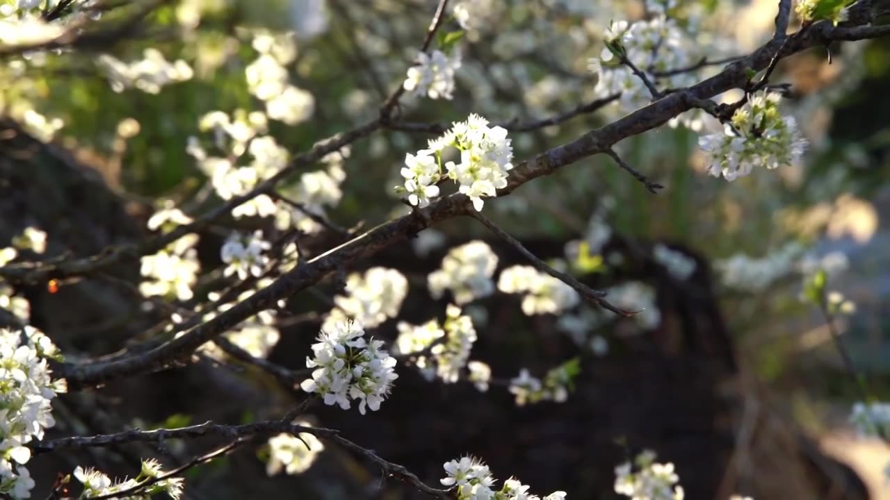 梅州五华县双华镇李花节，春季盛开的李花，长出的新芽视频下载