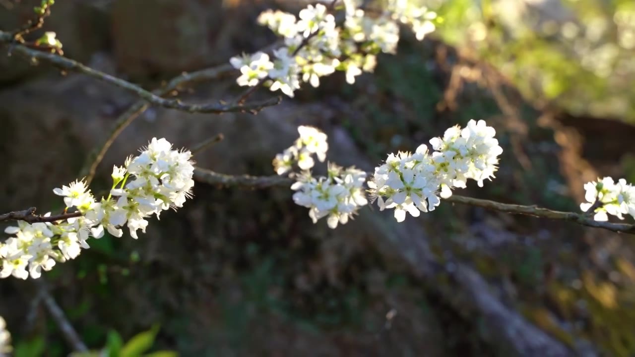 梅州五华县双华镇李花节，春季盛开的李花，长出的新芽视频素材
