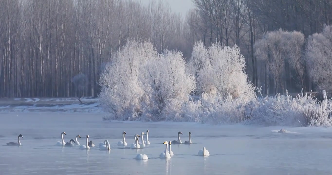 雾凇中的天鹅，冬天水面游泳的天鹅，北票天鹅，朝阳天鹅视频素材