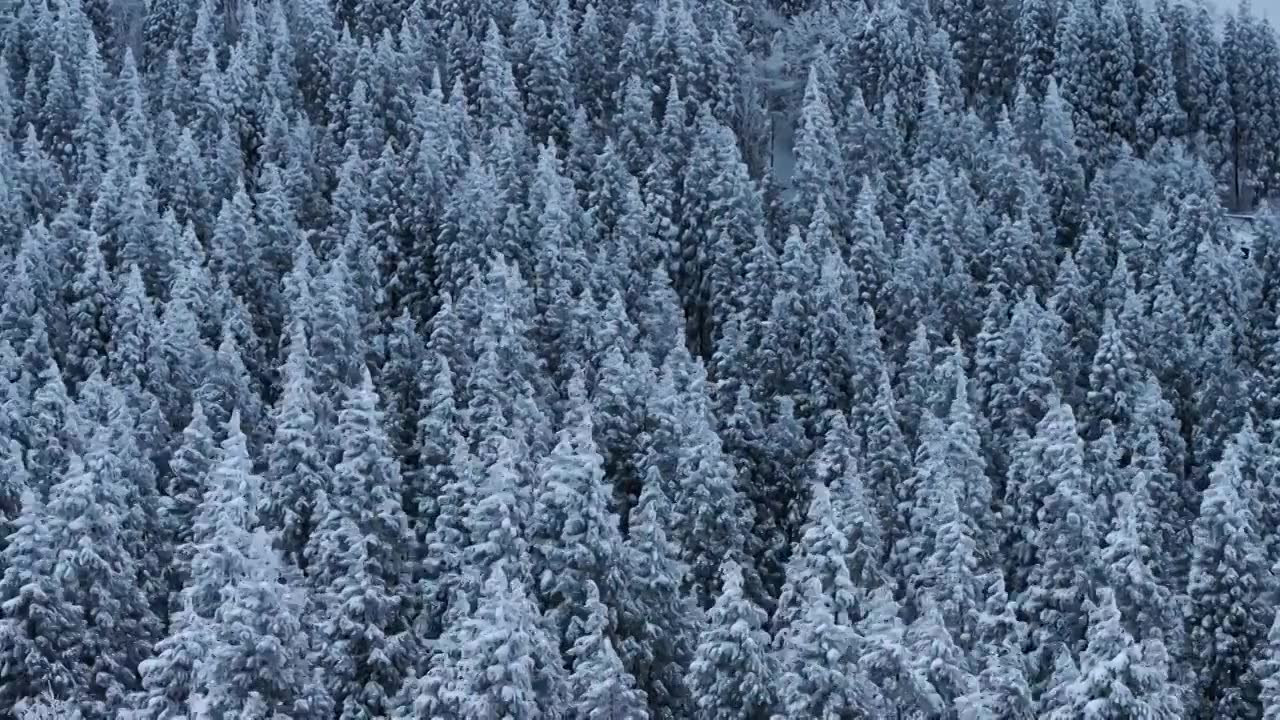 航拍冬季森林雪景视频素材