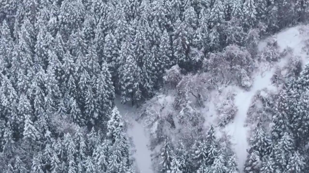 航拍冬季森林雪景视频下载