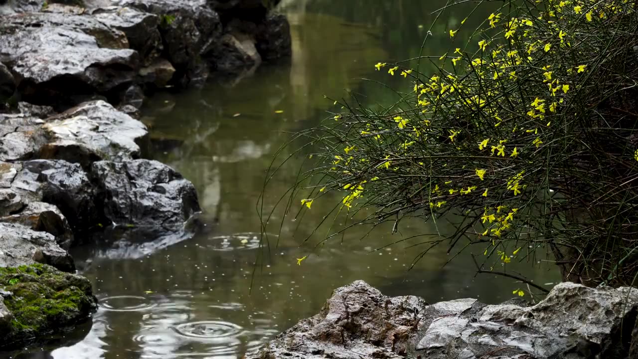 江南中式古典园林，南京瞻园庭院春雨下雨雨天迎春花开放视频下载