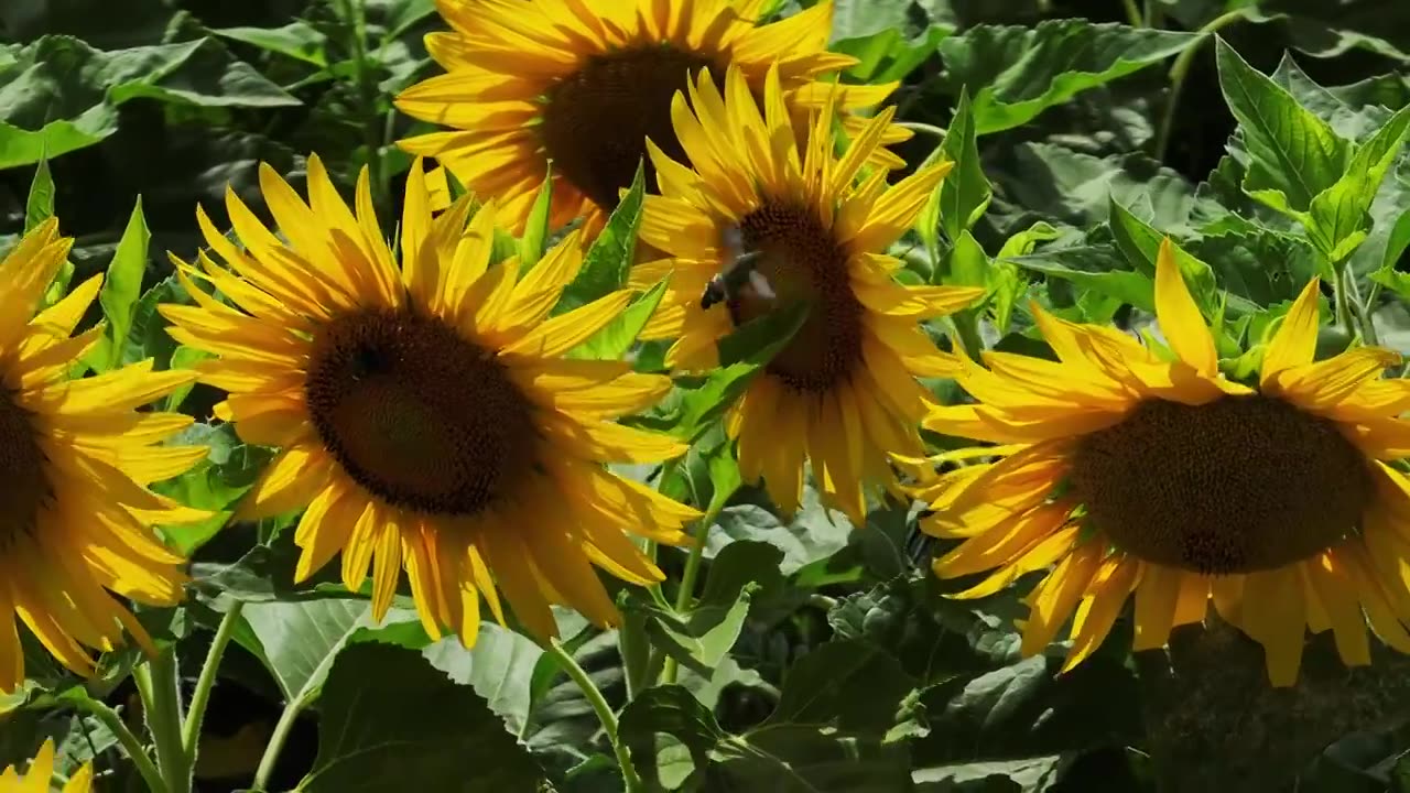 向日葵花蜜蜂采蜜视频素材
