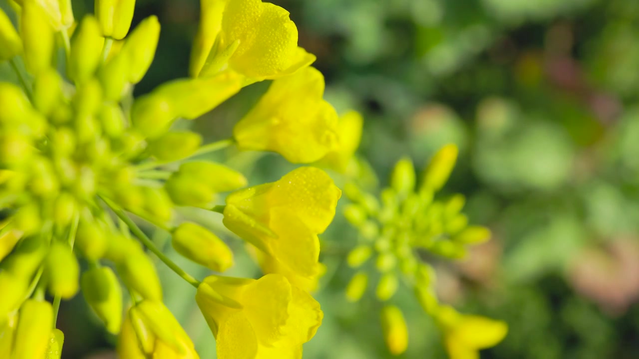 春日阳光明媚，沾满露水的油菜花朵在风中的优美姿态视频素材