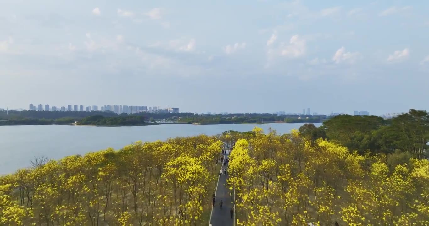 东莞松山湖黄花风铃木航拍视频下载