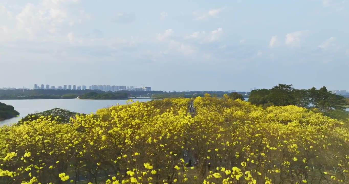 东莞松山湖黄花风铃木航拍视频素材