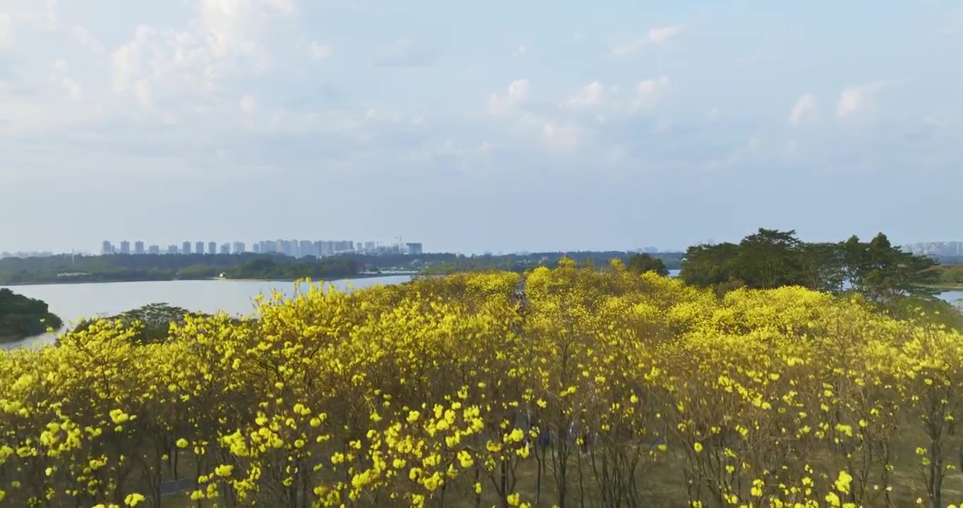 东莞松山湖黄花风铃木航拍视频下载