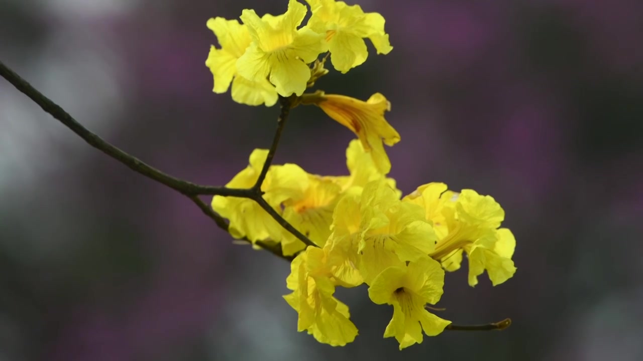 春天黄花风铃木与蜜蜂视频素材