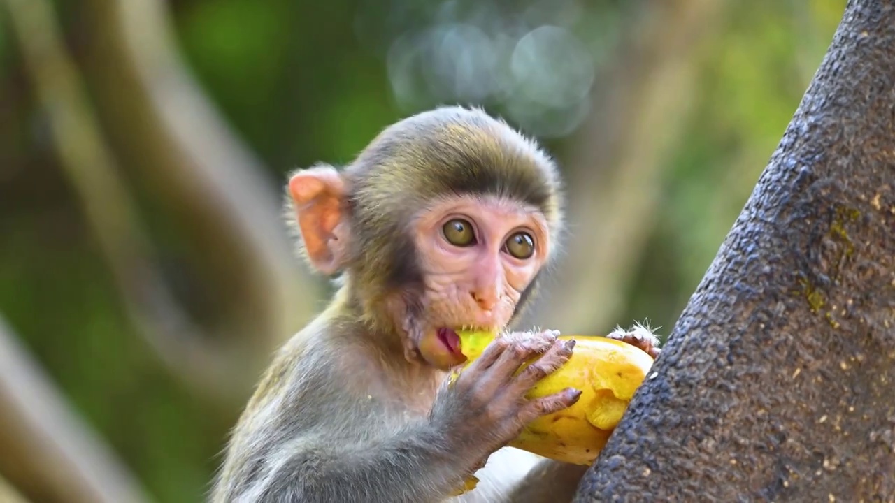 中国海南三亚吃食物吃水果的猴子小猴子视频下载