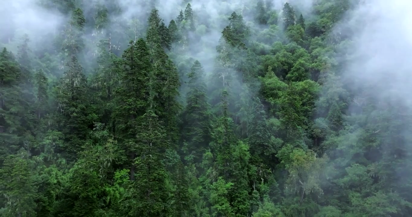 云雾缭绕的原始森林视频素材