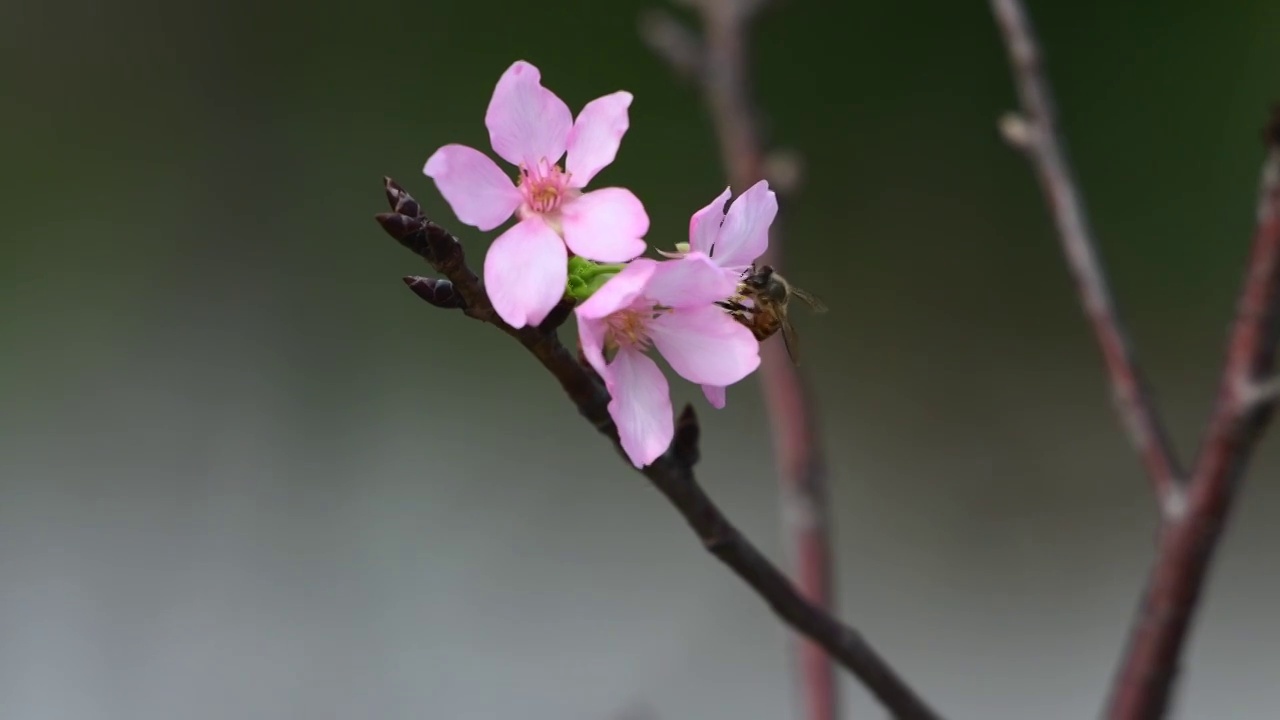 春天粉色的樱花视频素材