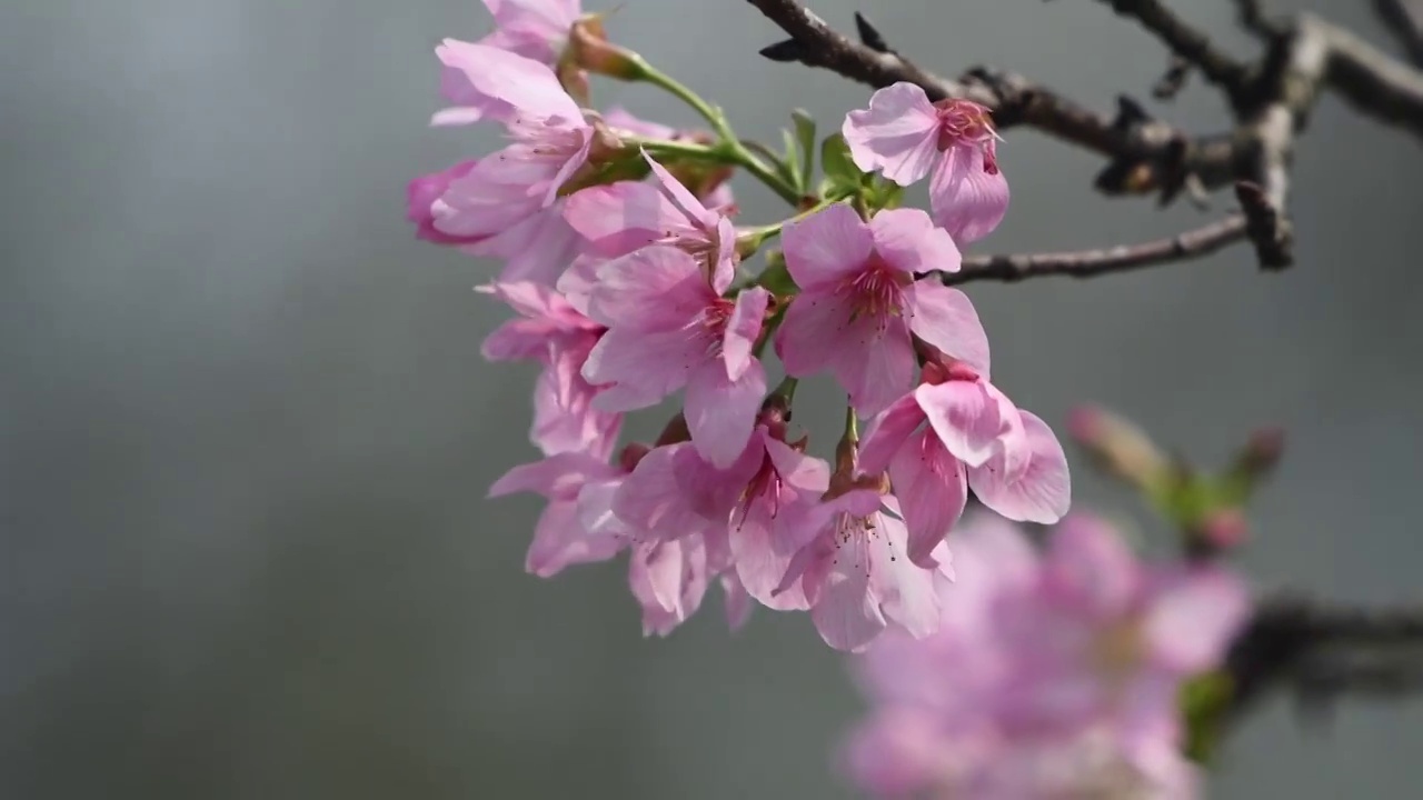春天粉色的樱花视频下载