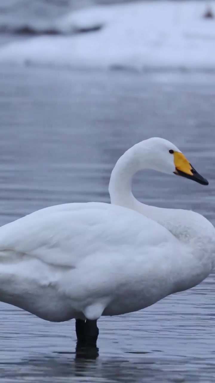 一只天鹅，冬天的天鹅，朝阳天鹅，北票市天鹅视频下载